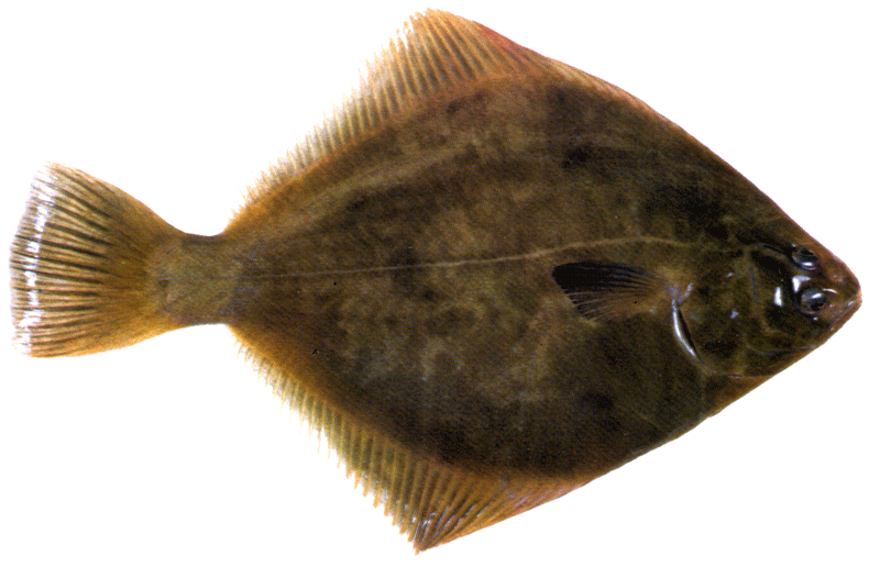 Sand Flounder